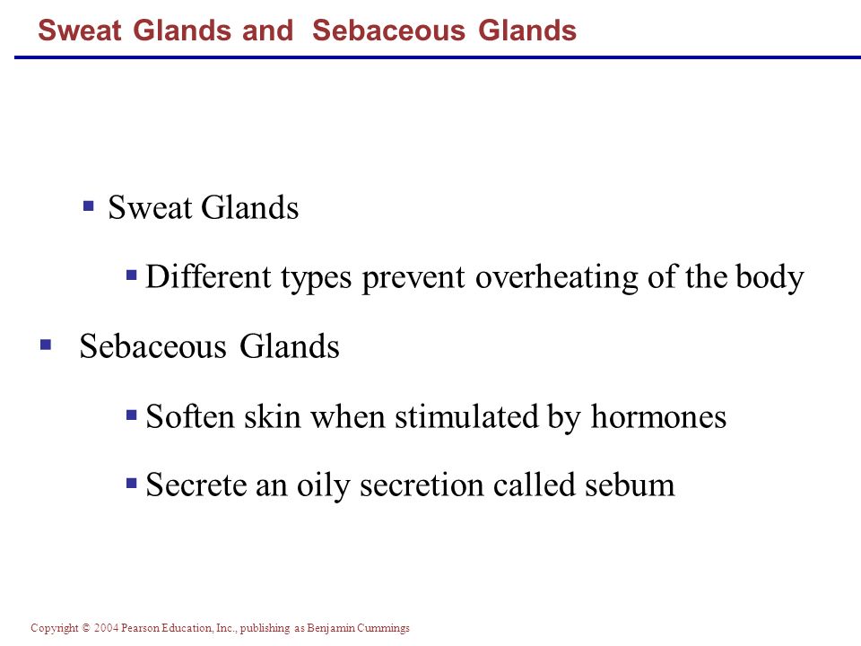 Copyright © 2004 Pearson Education, Inc., publishing as Benjamin Cummings Sweat Glands and Sebaceous Glands  Sweat Glands  Different types prevent overheating of the body  Sebaceous Glands  Soften skin when stimulated by hormones  Secrete an oily secretion called sebum