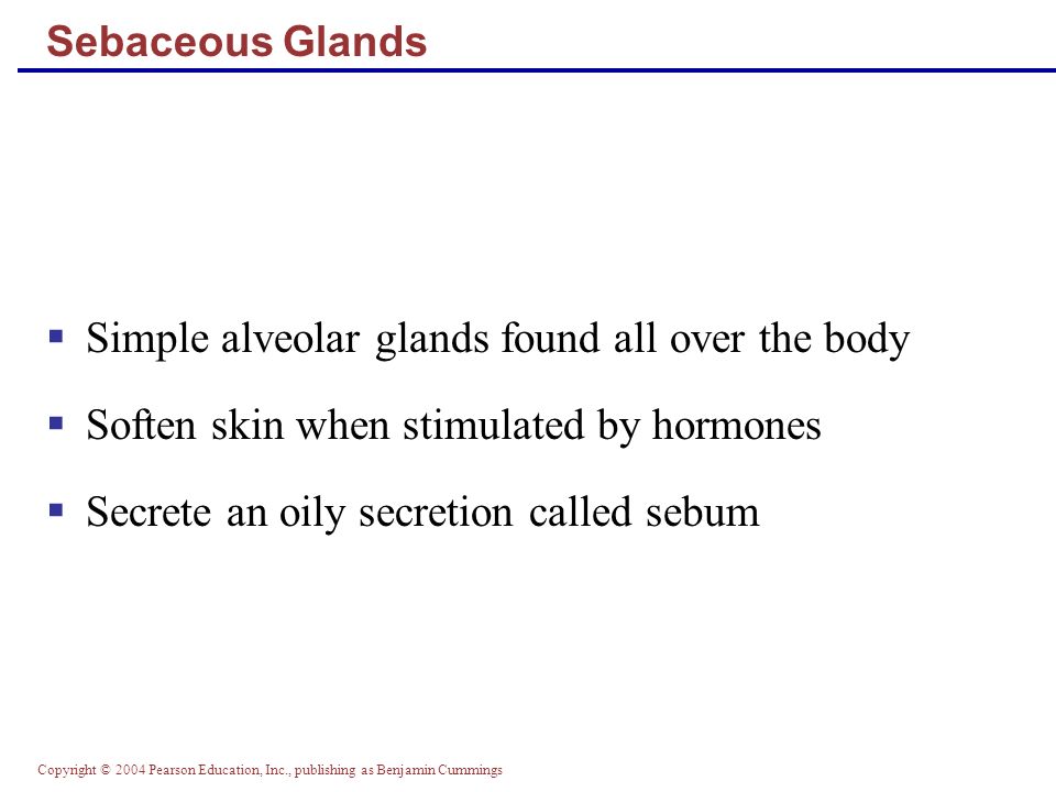 Copyright © 2004 Pearson Education, Inc., publishing as Benjamin Cummings Sebaceous Glands  Simple alveolar glands found all over the body  Soften skin when stimulated by hormones  Secrete an oily secretion called sebum