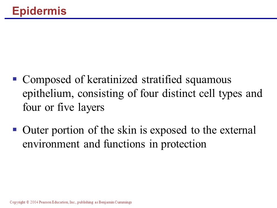 Copyright © 2004 Pearson Education, Inc., publishing as Benjamin Cummings Epidermis  Composed of keratinized stratified squamous epithelium, consisting of four distinct cell types and four or five layers  Outer portion of the skin is exposed to the external environment and functions in protection