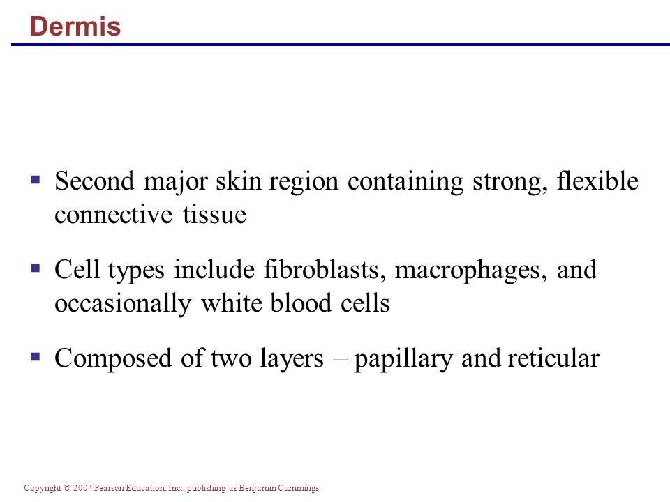 Copyright © 2004 Pearson Education, Inc., publishing as Benjamin Cummings Dermis  Second major skin region containing strong, flexible connective tissue  Cell types include fibroblasts, macrophages, and occasionally white blood cells  Composed of two layers – papillary and reticular