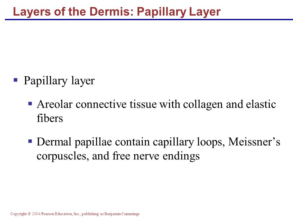Copyright © 2004 Pearson Education, Inc., publishing as Benjamin Cummings Layers of the Dermis: Papillary Layer  Papillary layer  Areolar connective tissue with collagen and elastic fibers  Dermal papillae contain capillary loops, Meissner’s corpuscles, and free nerve endings