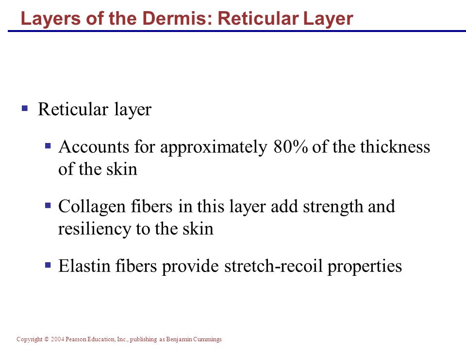 Copyright © 2004 Pearson Education, Inc., publishing as Benjamin Cummings Layers of the Dermis: Reticular Layer  Reticular layer  Accounts for approximately 80% of the thickness of the skin  Collagen fibers in this layer add strength and resiliency to the skin  Elastin fibers provide stretch-recoil properties