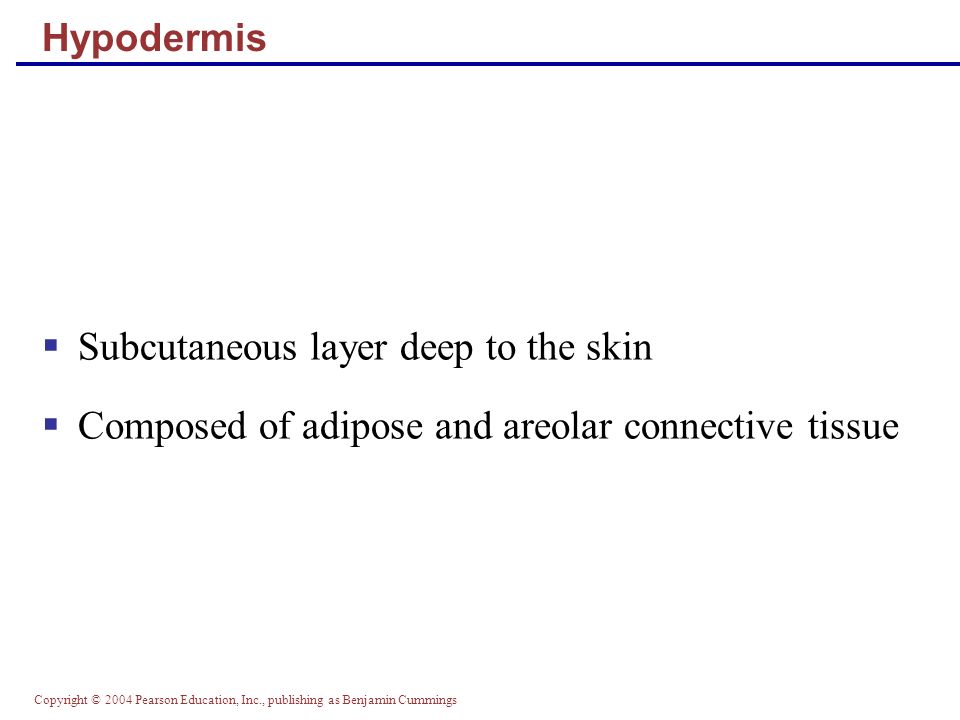 Copyright © 2004 Pearson Education, Inc., publishing as Benjamin Cummings Hypodermis  Subcutaneous layer deep to the skin  Composed of adipose and areolar connective tissue