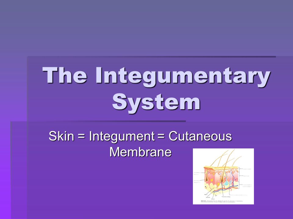 The Integumentary System Skin = Integument = Cutaneous Membrane