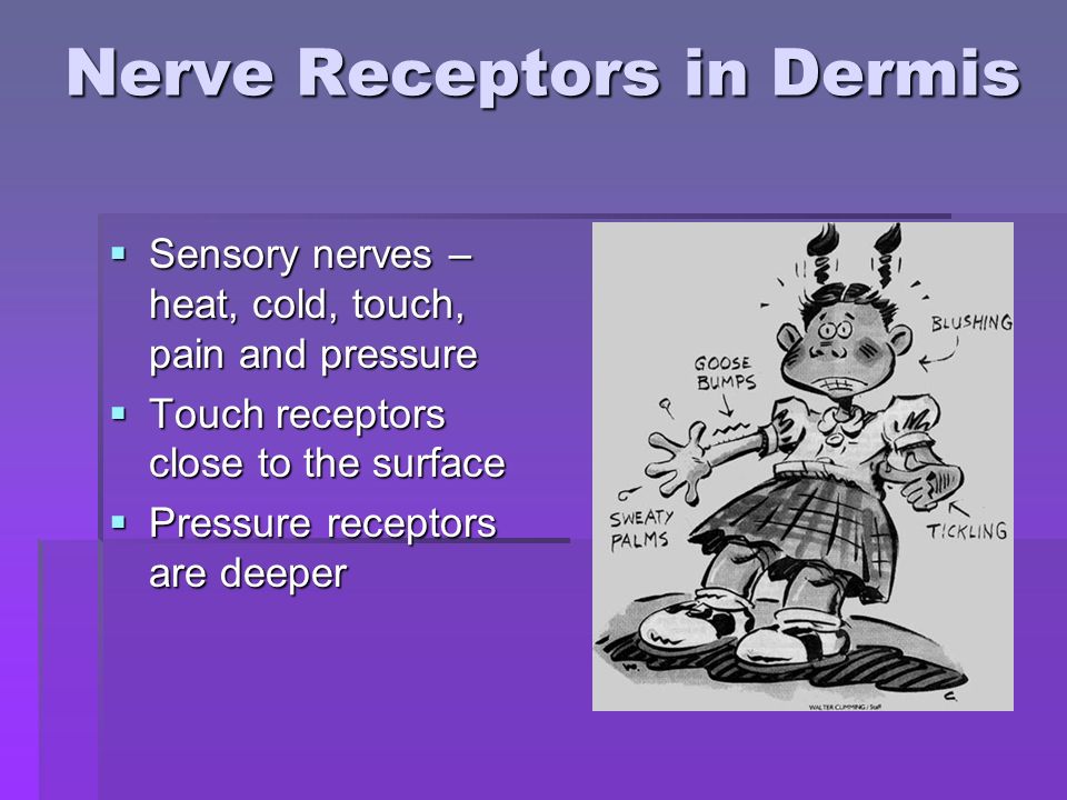 Nerve Receptors in Dermis  Sensory nerves – heat, cold, touch, pain and pressure  Touch receptors close to the surface  Pressure receptors are deeper