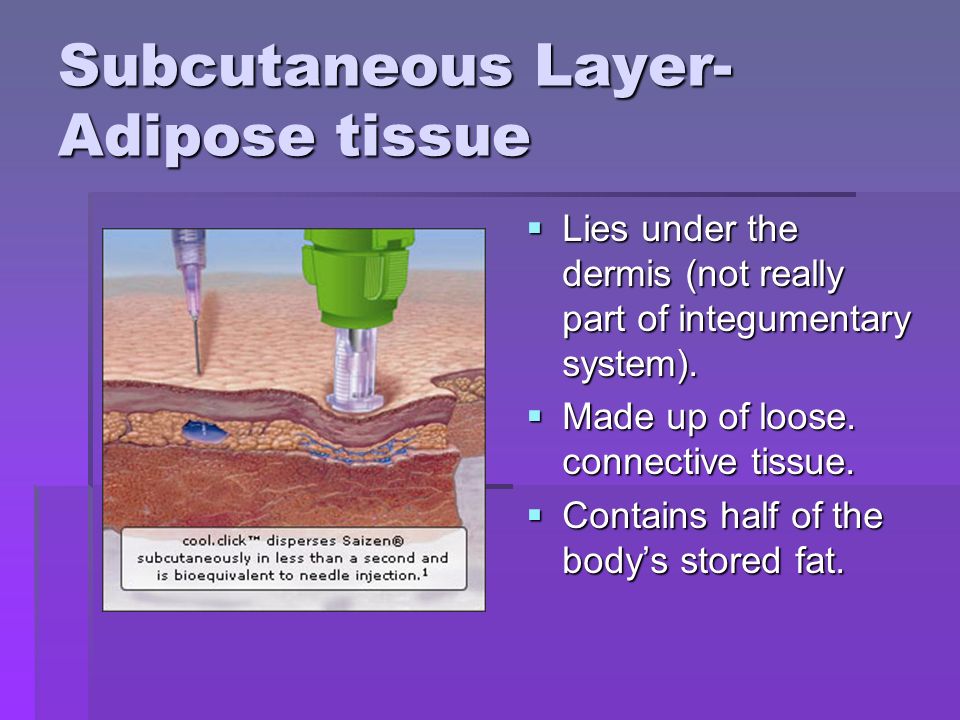 Subcutaneous Layer- Adipose tissue  Lies under the dermis (not really part of integumentary system).