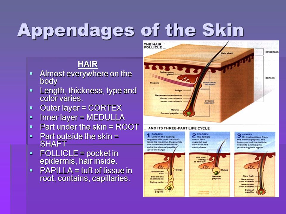 Appendages of the Skin HAIR  Almost everywhere on the body  Length, thickness, type and color varies.