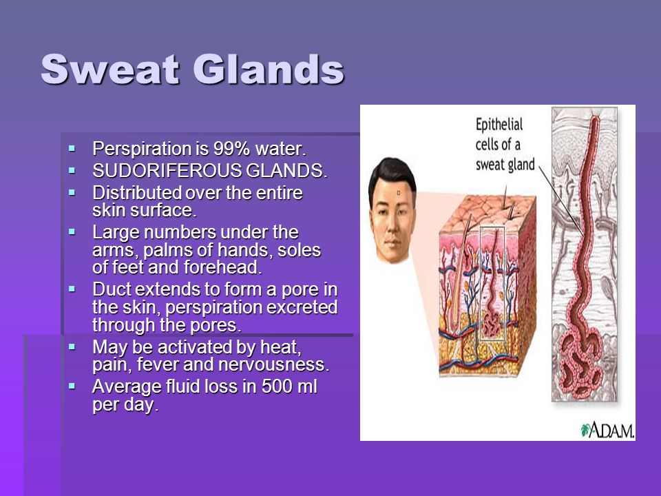 Sweat Glands  Perspiration is 99% water.  SUDORIFEROUS GLANDS.