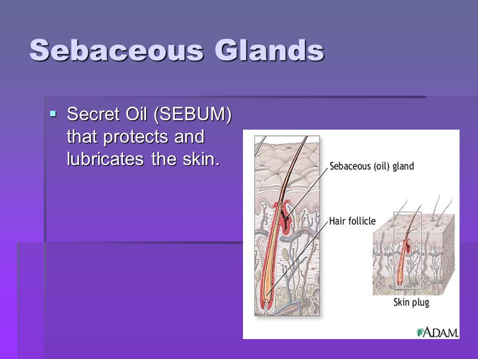 Sebaceous Glands  Secret Oil (SEBUM) that protects and lubricates the skin.