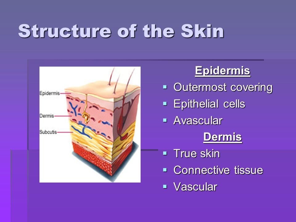 Structure of the Skin Epidermis  Outermost covering  Epithelial cells  Avascular Dermis  True skin  Connective tissue  Vascular