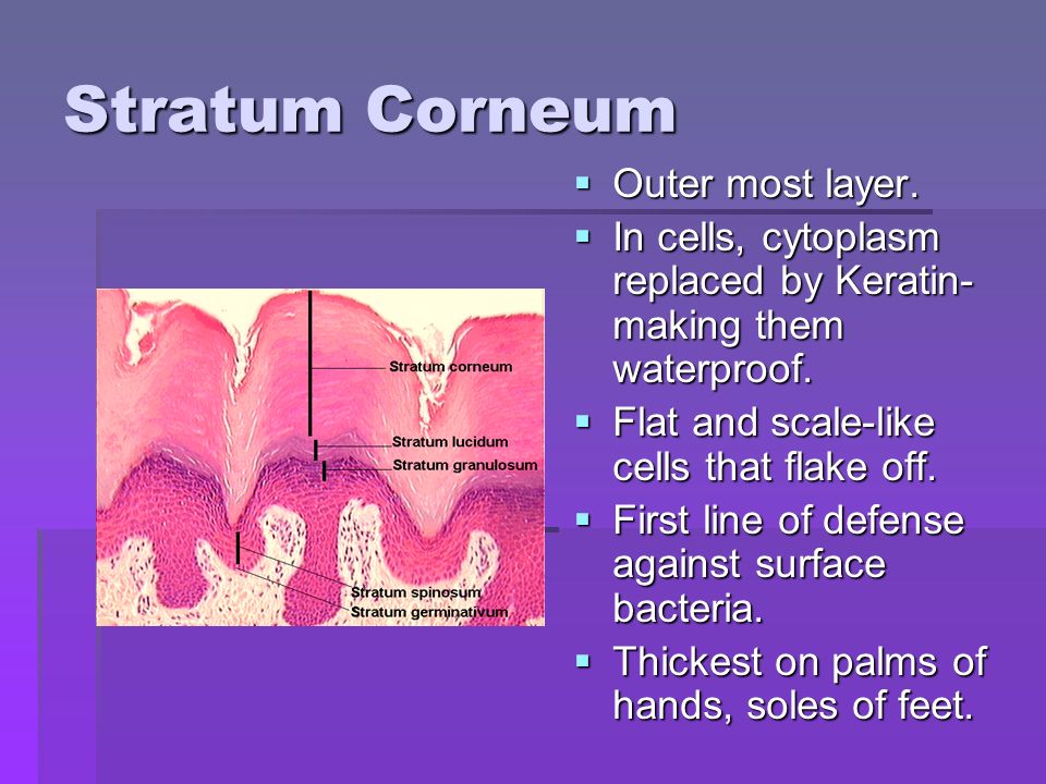 Stratum Corneum  Outer most layer.