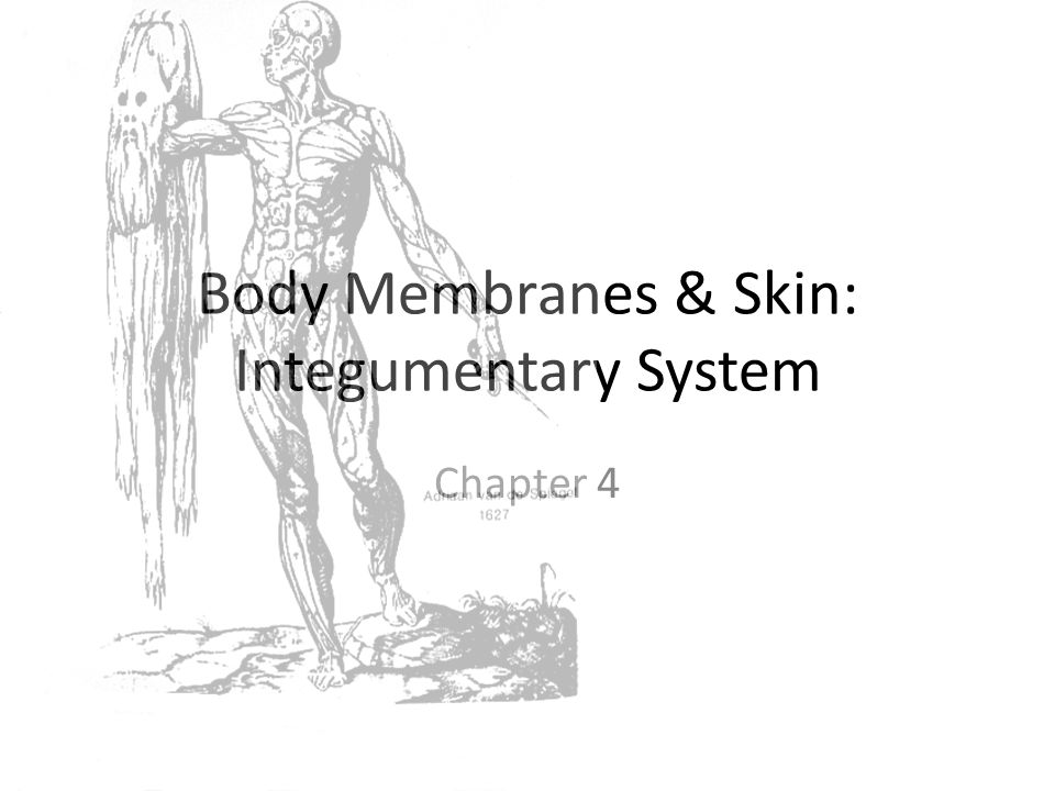 Body Membranes & Skin: Integumentary System Chapter 4