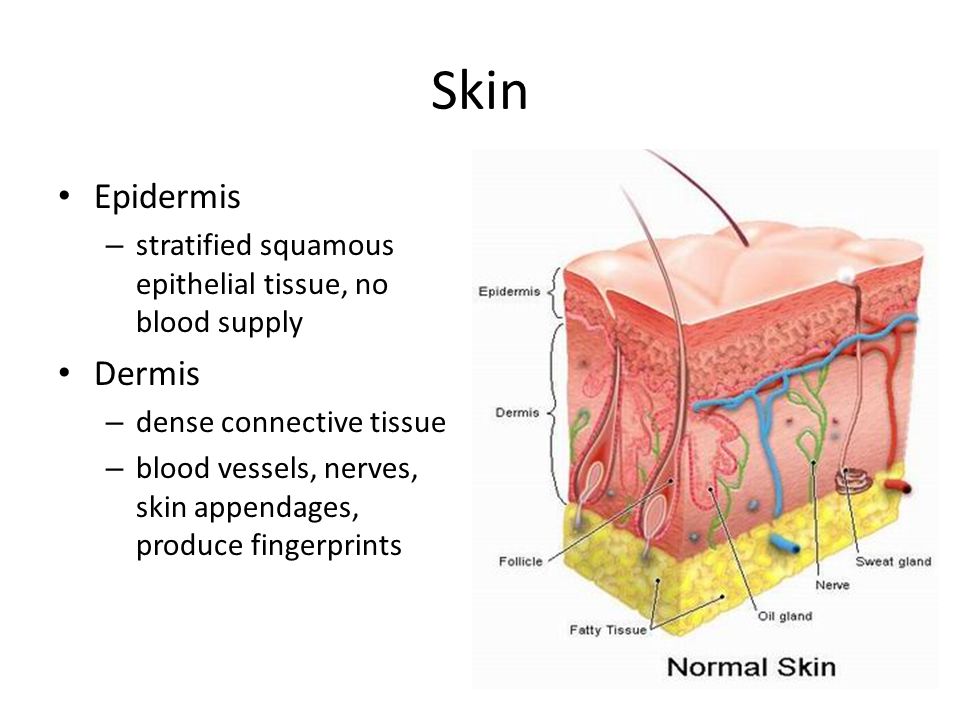 Skin Epidermis – stratified squamous epithelial tissue, no blood supply Dermis – dense connective tissue – blood vessels, nerves, skin appendages, produce fingerprints