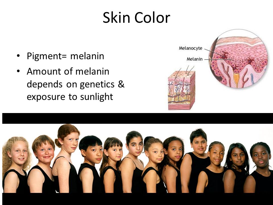 Skin Color Pigment= melanin Amount of melanin depends on genetics & exposure to sunlight