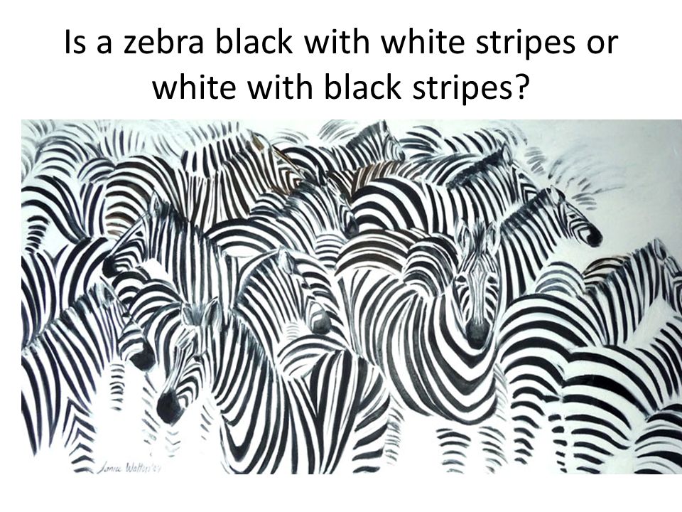 Is a zebra black with white stripes or white with black stripes