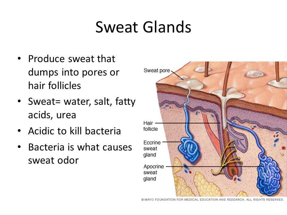 Sweat Glands Produce sweat that dumps into pores or hair follicles Sweat= water, salt, fatty acids, urea Acidic to kill bacteria Bacteria is what causes sweat odor
