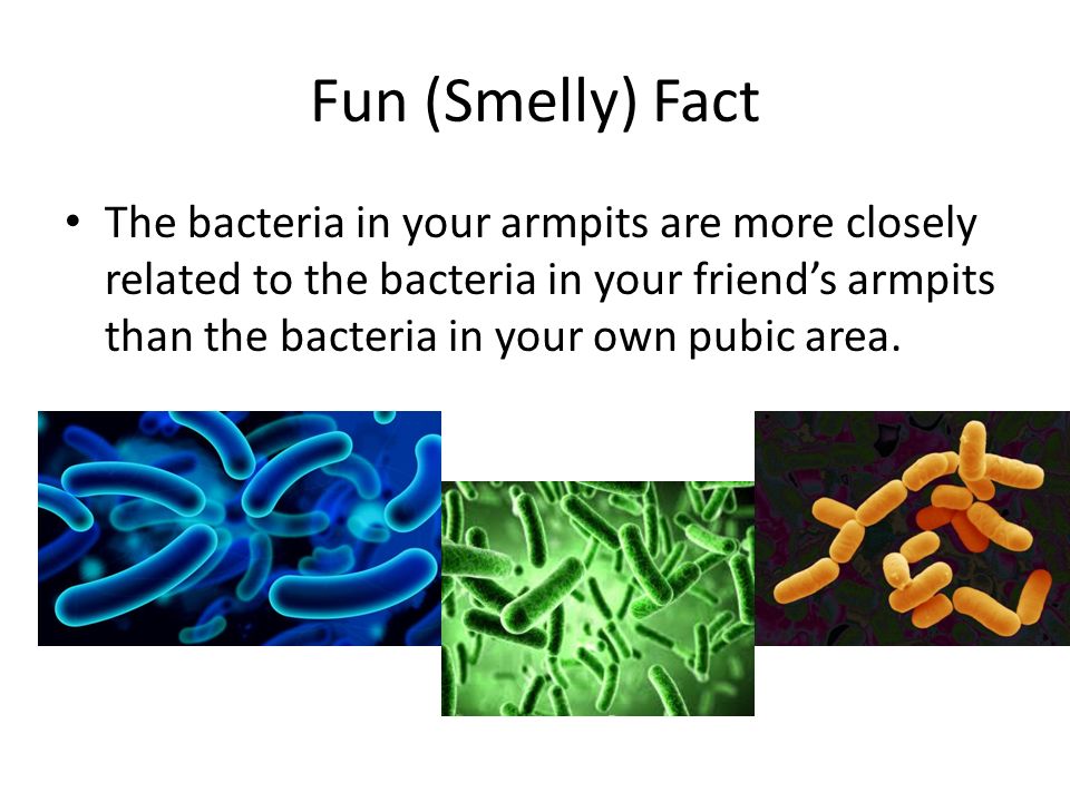 Fun (Smelly) Fact The bacteria in your armpits are more closely related to the bacteria in your friend’s armpits than the bacteria in your own pubic area.