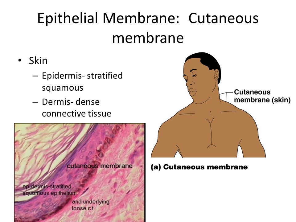 Epithelial Membrane: Cutaneous membrane Skin – Epidermis- stratified squamous – Dermis- dense connective tissue