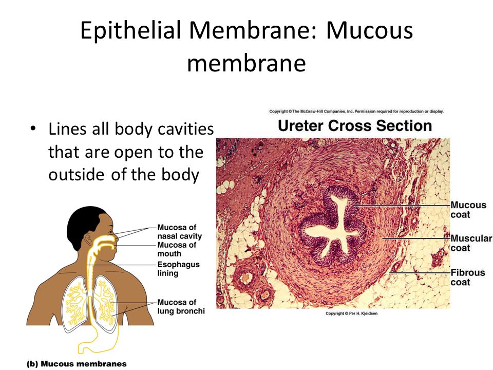 Epithelial Membrane: Mucous membrane Lines all body cavities that are open to the outside of the body
