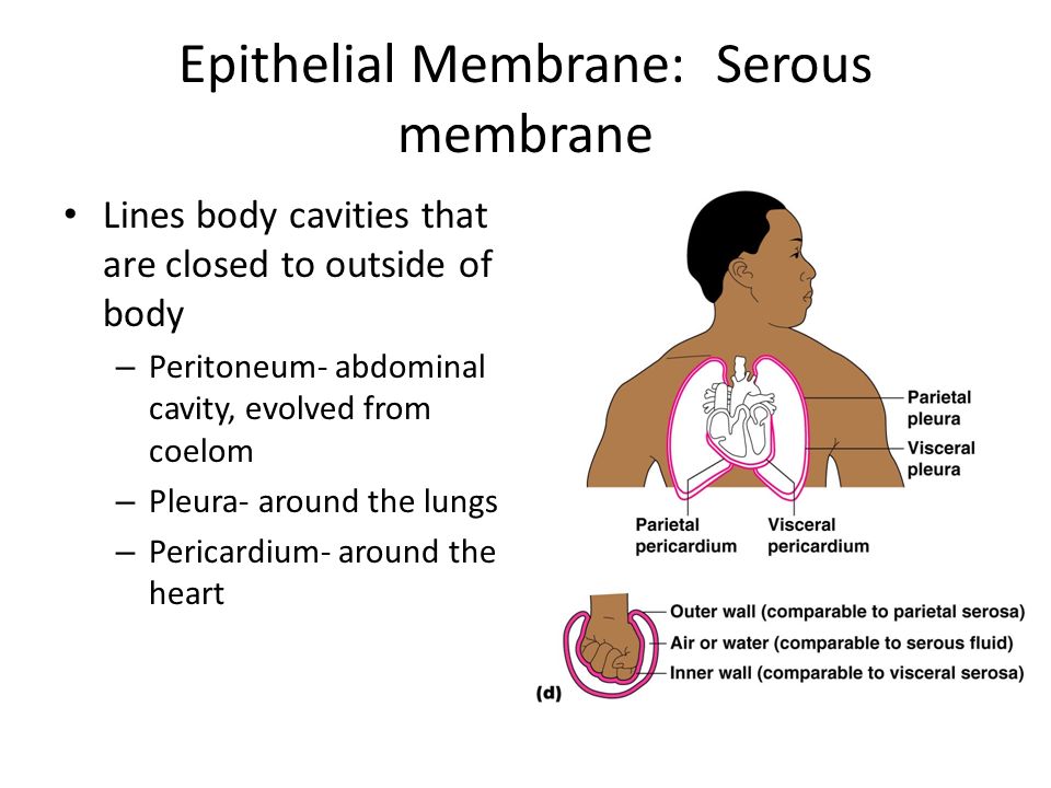 Epithelial Membrane: Serous membrane Lines body cavities that are closed to outside of body – Peritoneum- abdominal cavity, evolved from coelom – Pleura- around the lungs – Pericardium- around the heart