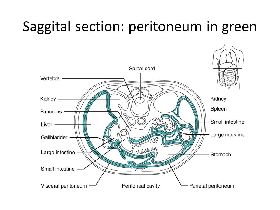 Saggital section: peritoneum in green
