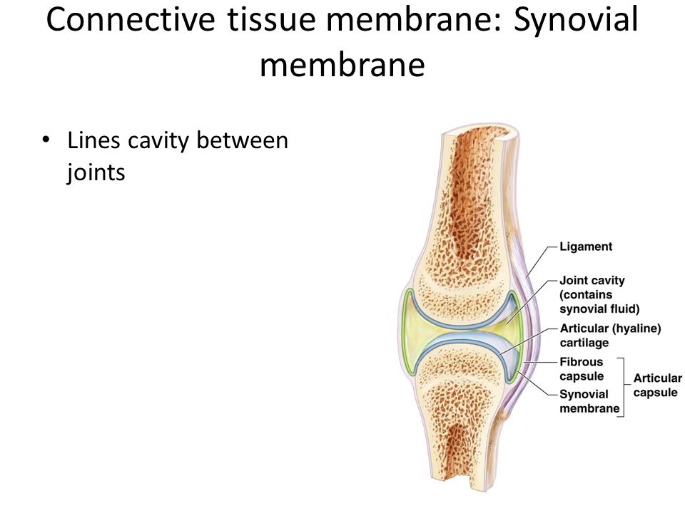 Connective tissue membrane: Synovial membrane Lines cavity between joints