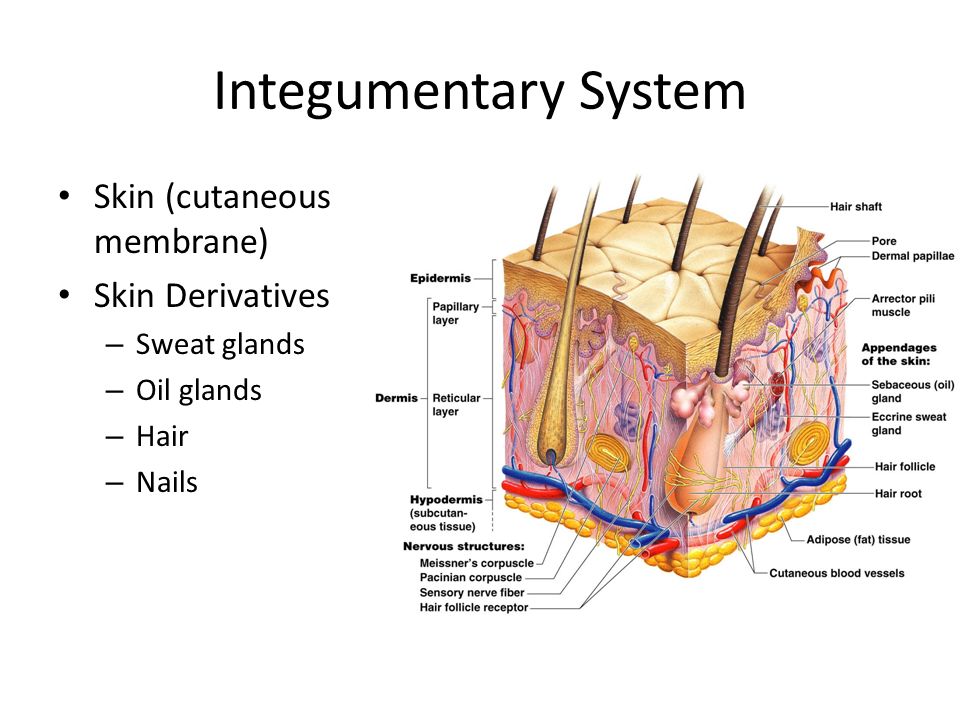 Integumentary System Skin (cutaneous membrane) Skin Derivatives – Sweat glands – Oil glands – Hair – Nails