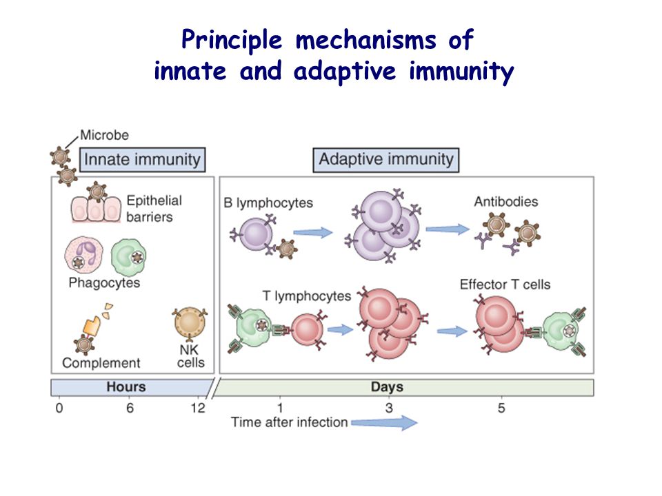 innate immunity