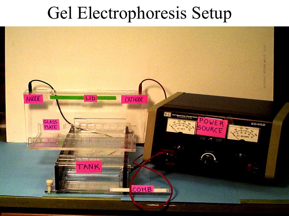 Gel Electrophoresis Sorts molecules by size –Uses a gel like jello and an electric current.