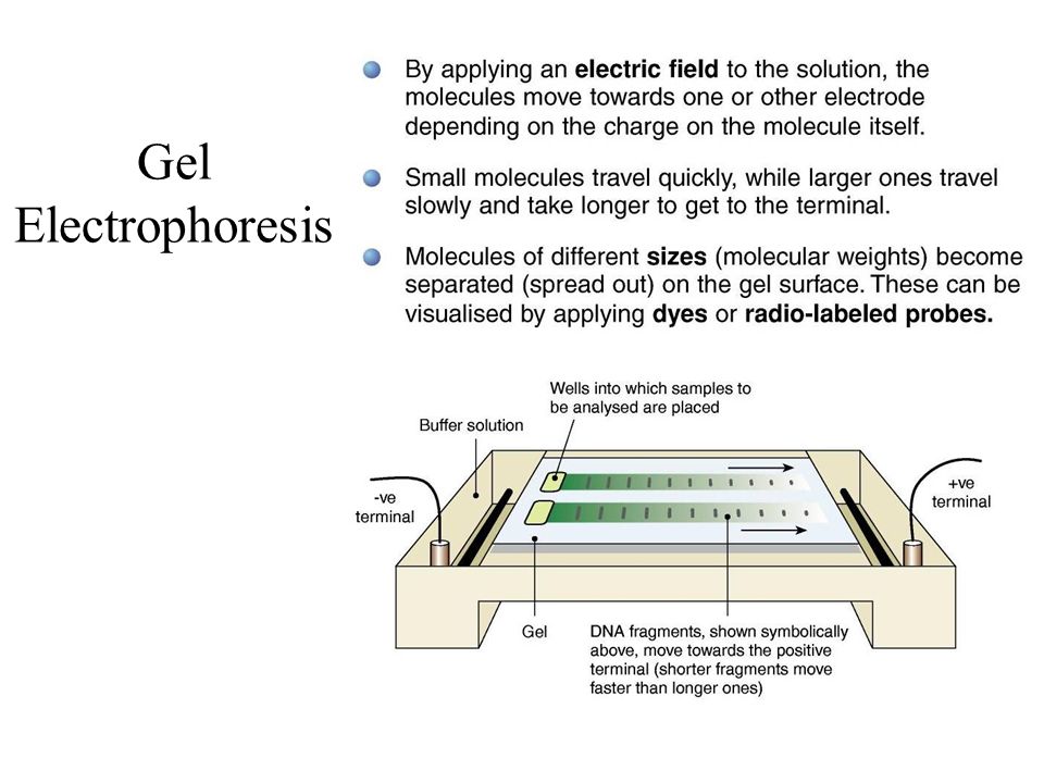 Gel Electrophoresis Setup