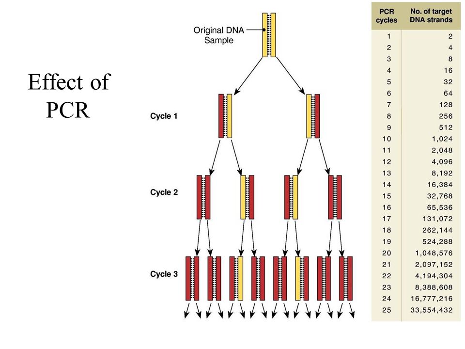 Overview of PCR
