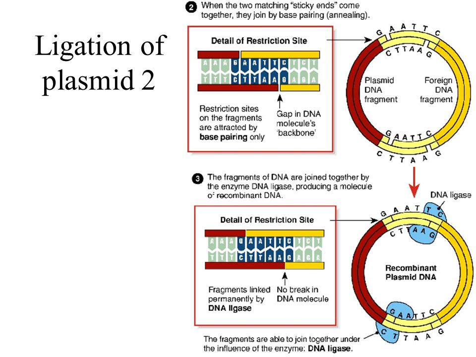 Ligation of plasmid 1