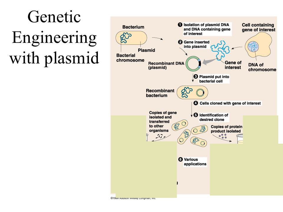 Ligation of plasmid 2