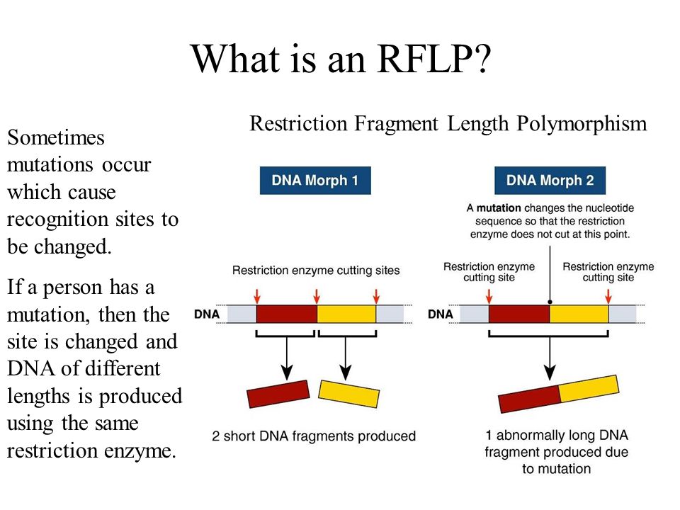 Forensic Scientists Use restriction enzymes, Gel Electrophoresis, PCR Can identify any person based on their DNA sequences.