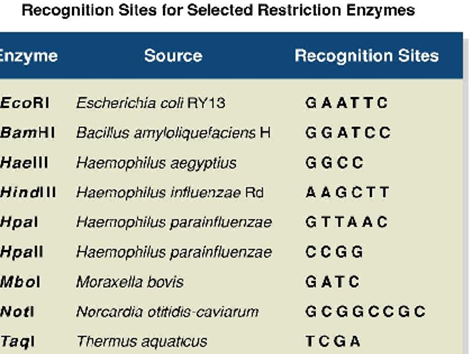 Restriction Enzymes –Act like scissors –Cut DNA at specific places