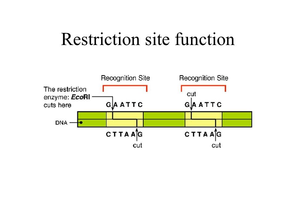 Recognition sites of different restriction enzymes