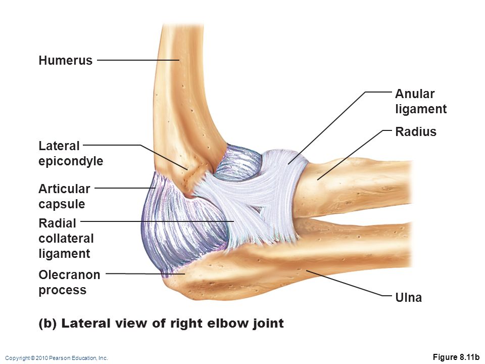 copyright 2010 pearson education inc elbow joint radius and ulna the humerus radius and what form the elbow joint