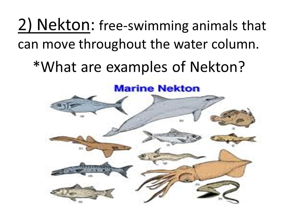 2) Nekton: free-swimming animals that can move throughout the water column.