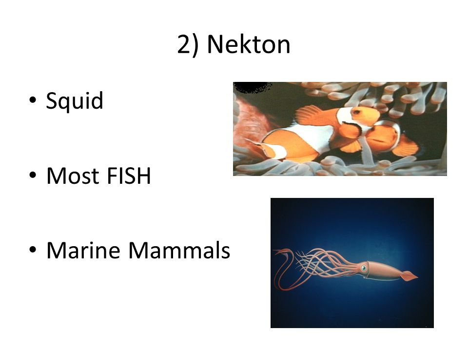 2) Nekton Squid Most FISH Marine Mammals