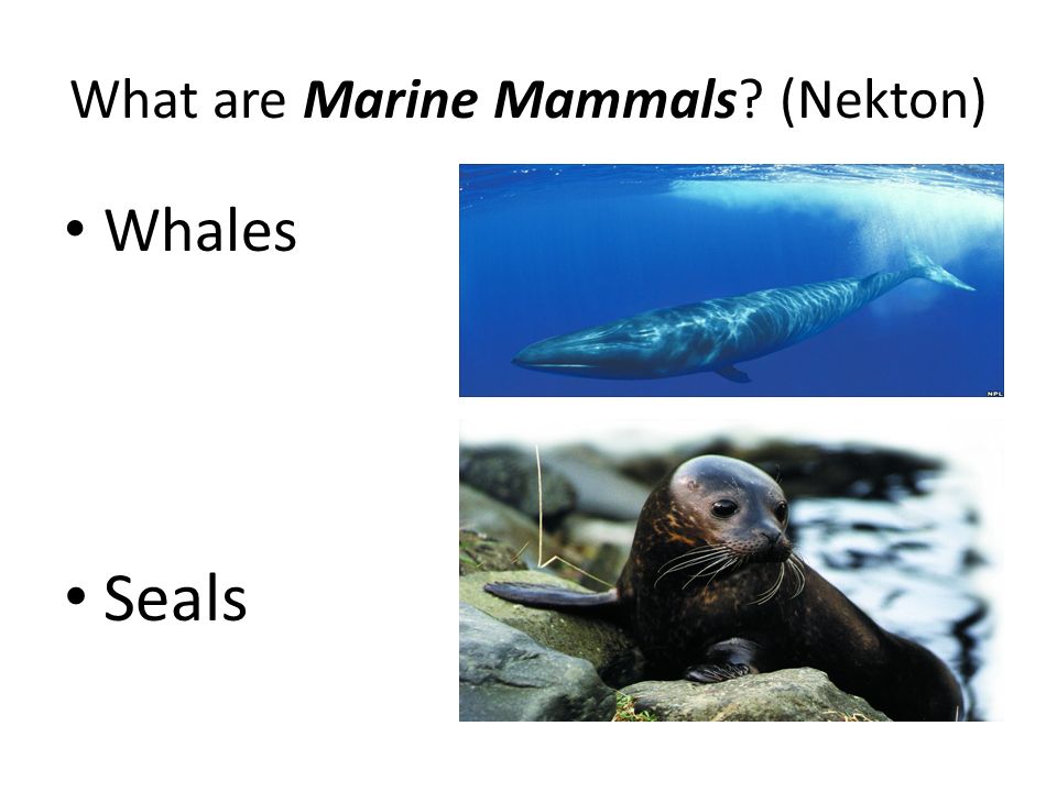 What are Marine Mammals (Nekton) Whales Seals