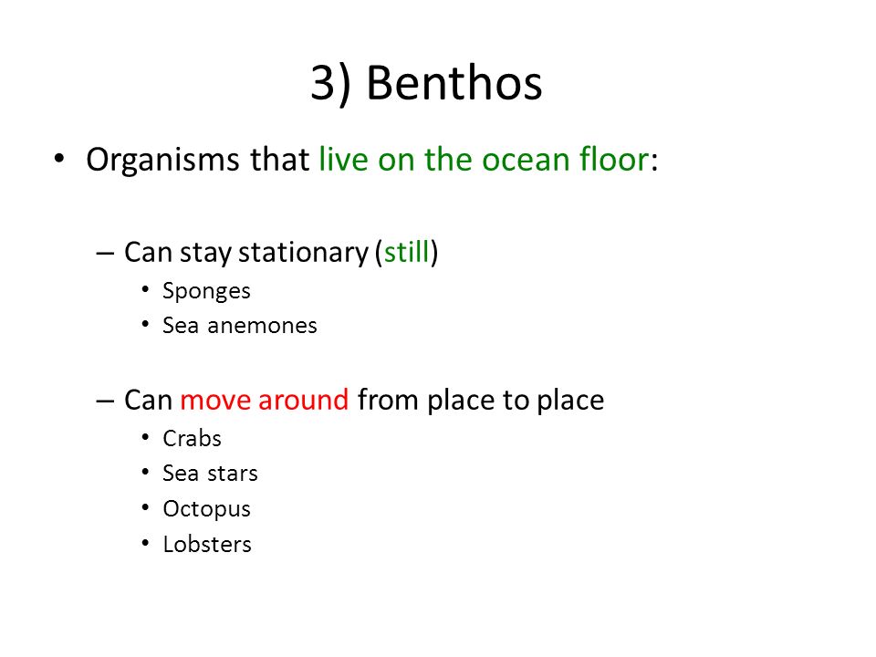 3) Benthos Organisms that live on the ocean floor: – Can stay stationary (still) Sponges Sea anemones – Can move around from place to place Crabs Sea stars Octopus Lobsters