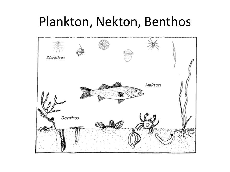 Plankton, Nekton, Benthos
