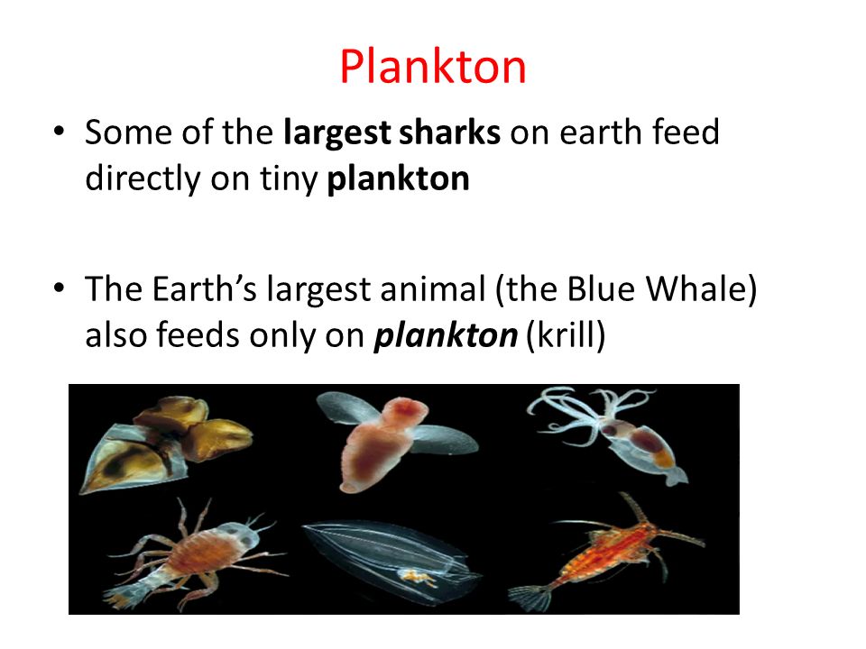 Plankton Some of the largest sharks on earth feed directly on tiny plankton The Earth’s largest animal (the Blue Whale) also feeds only on plankton (krill)