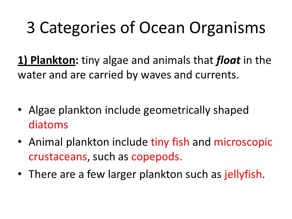 3 Categories of Ocean Organisms 1) Plankton: tiny algae and animals that float in the water and are carried by waves and currents.