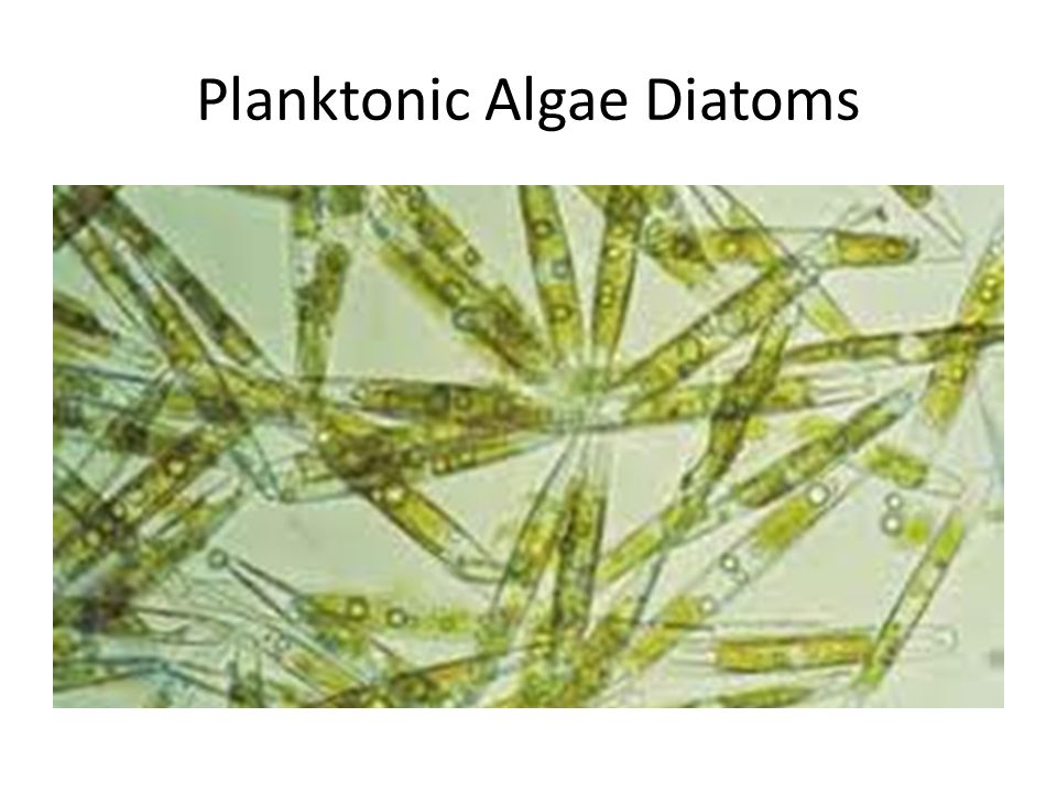 Planktonic Algae Diatoms