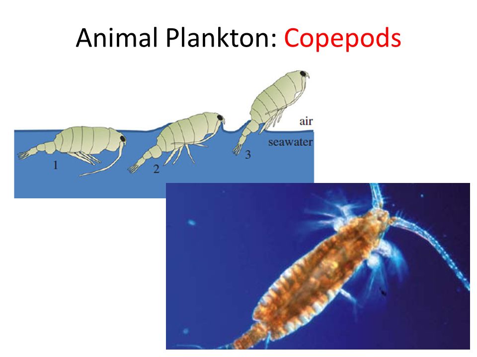 Animal Plankton: Copepods