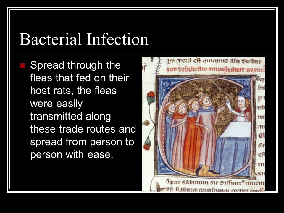 Bacterial Infection Spread through the fleas that fed on their host rats, the fleas were easily transmitted along these trade routes and spread from person to person with ease.