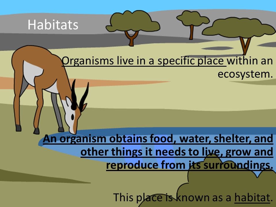 Habitats Organisms live in a specific place within an ecosystem.