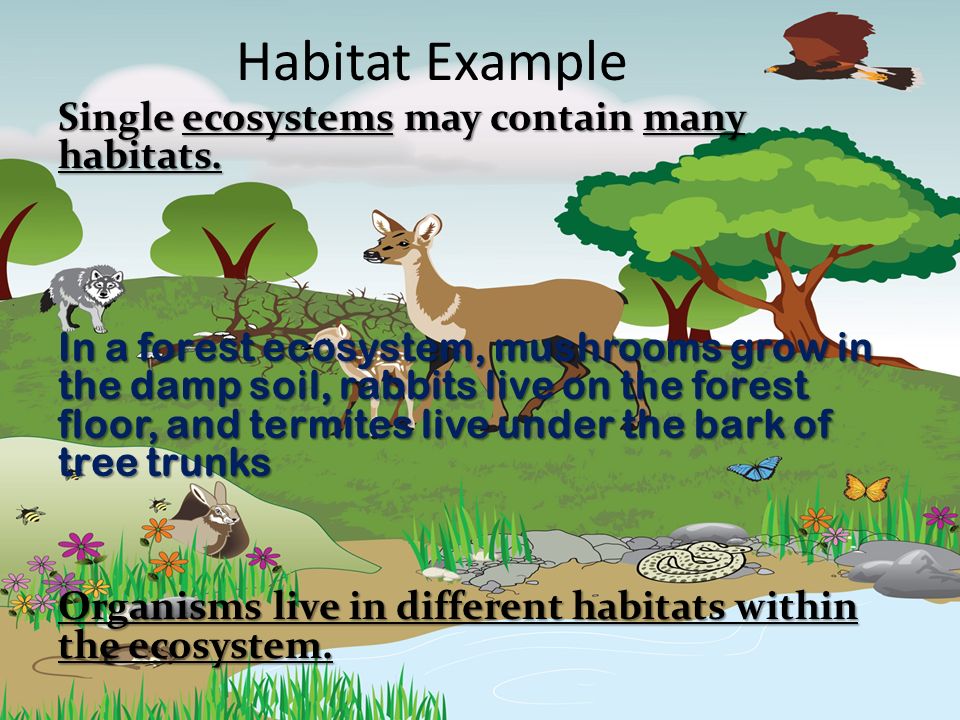Habitat Example Single ecosystems may contain many habitats.