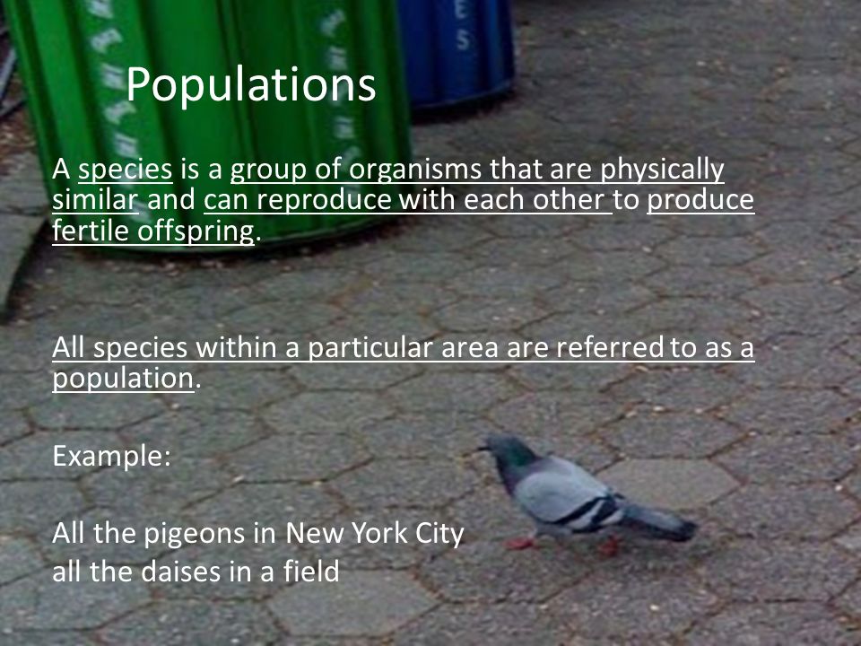 Populations A species is a group of organisms that are physically similar and can reproduce with each other to produce fertile offspring.
